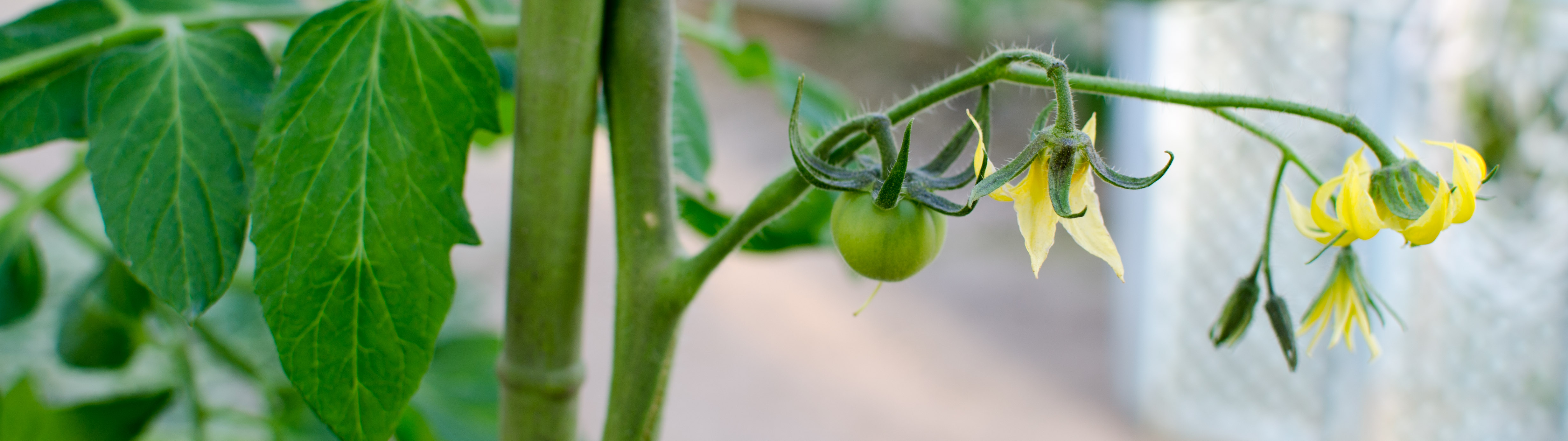 栽培している野菜
